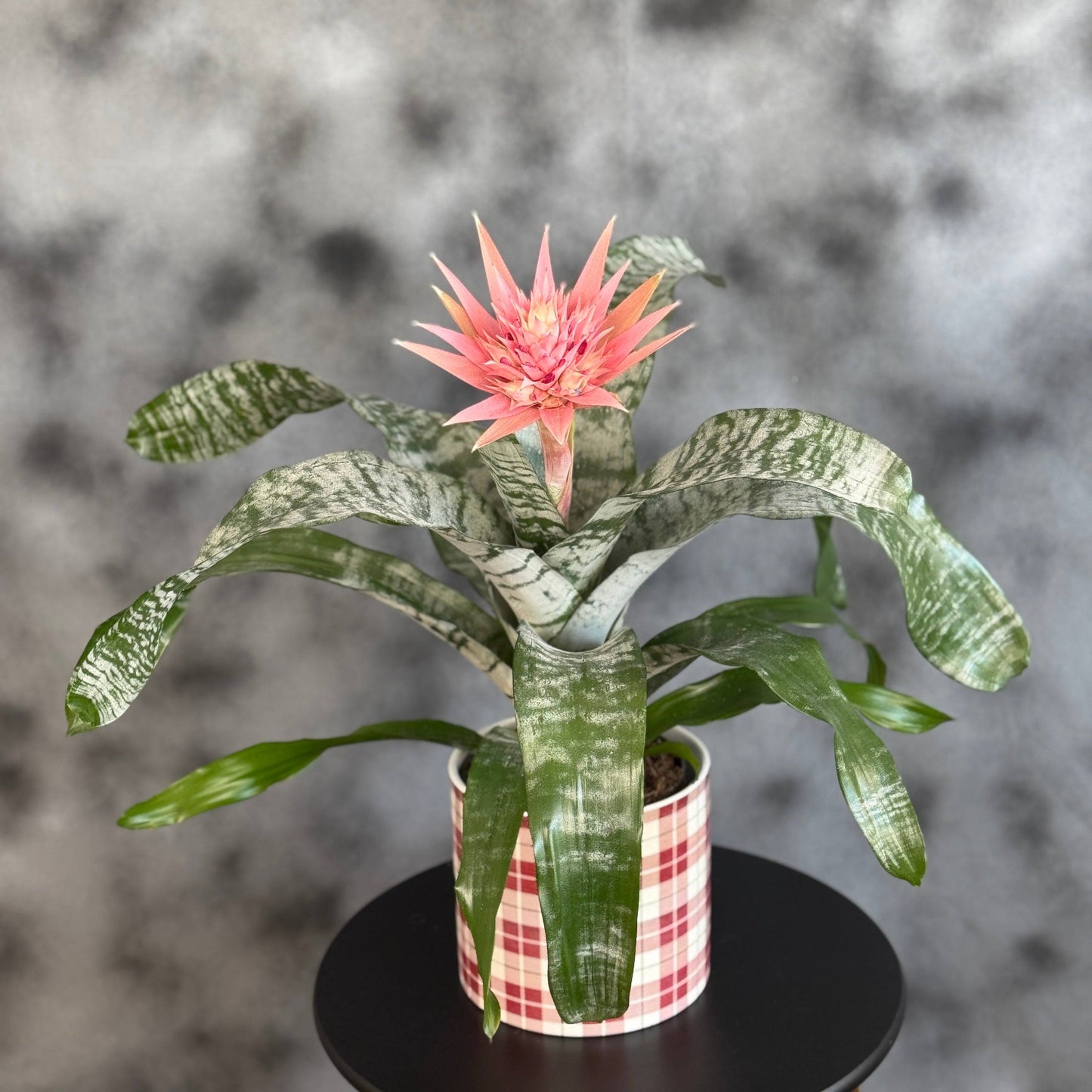 Aechmea – plantă decorativă tropicală pentru casa ta