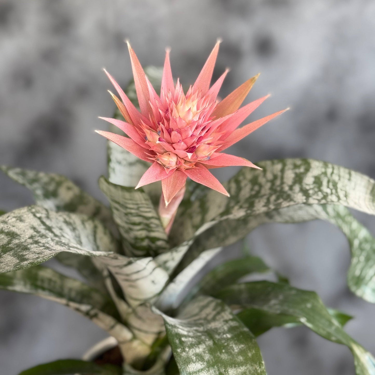 Aechmea – plantă tropicală exotică cu frunze verzi și floare roz pentru interior