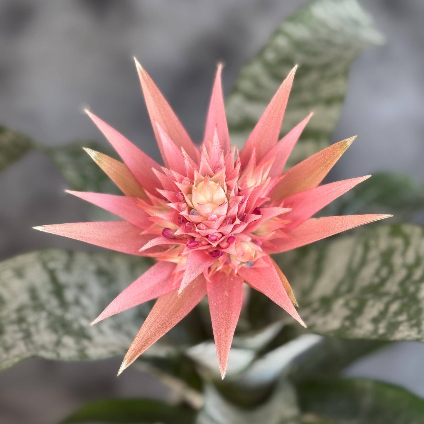 Planta de interior Aechmea cu floare roz și frunze de un verde intens