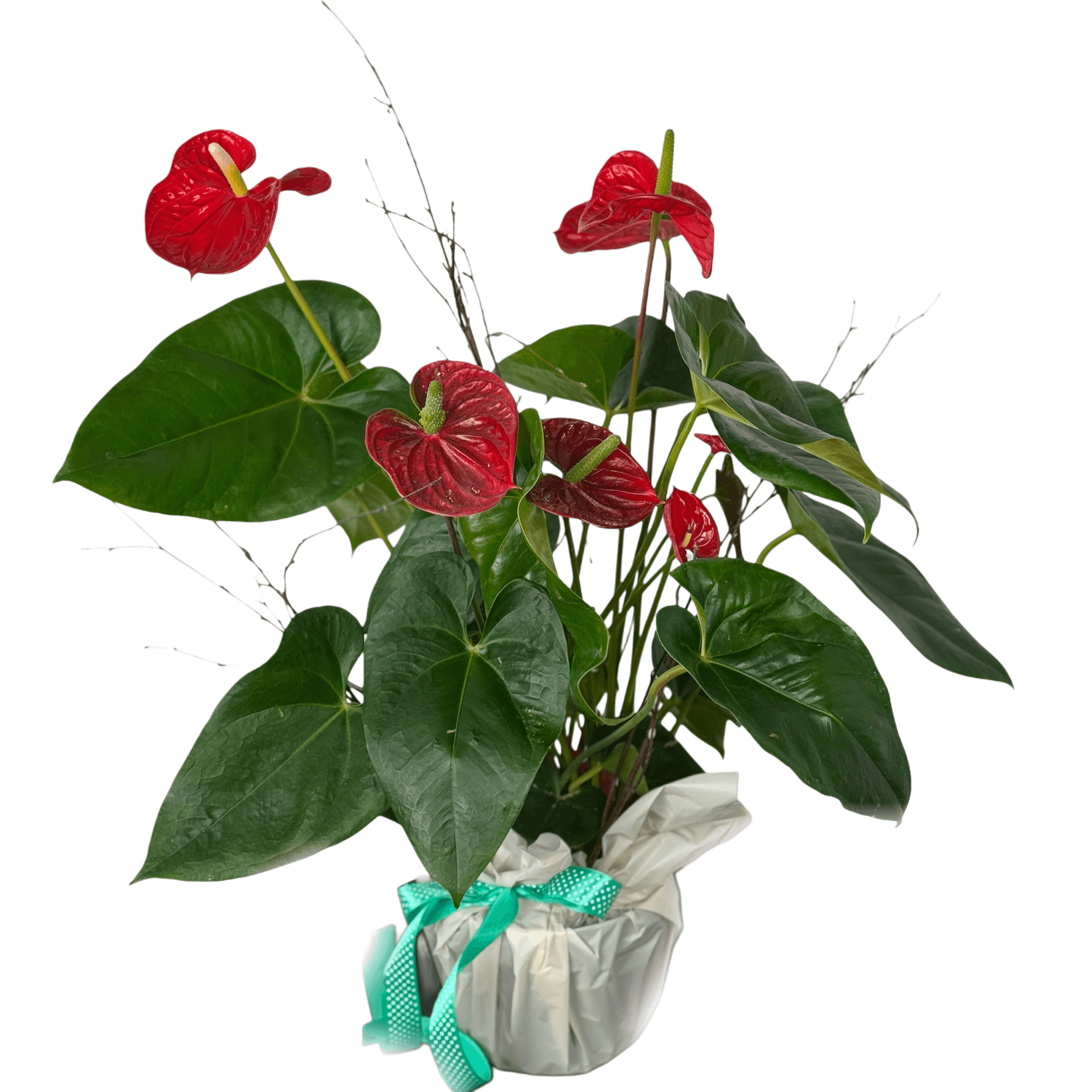 anthurium florarie Anthurium Plantă Decorativă de Interior – Eleganță Tropicală Cluj – Florarie online Floresti | Livrare flori in Floresti si Cluj