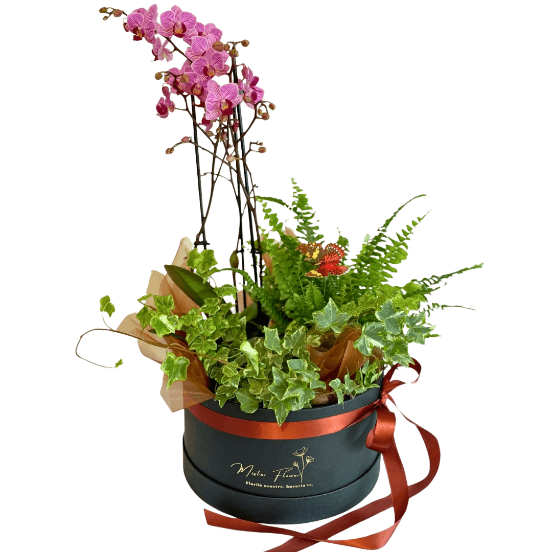 Aranjament cu plante orhidee, ferigă și iederă – decor interior natural Cluj