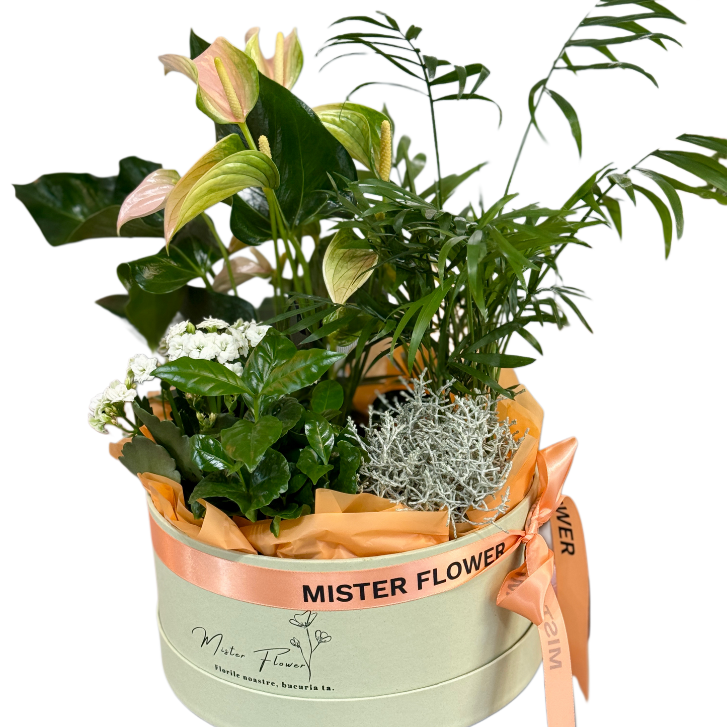 Aranjament cu plante verzi în cutie Mister Flower – Florăria Florești Cluj