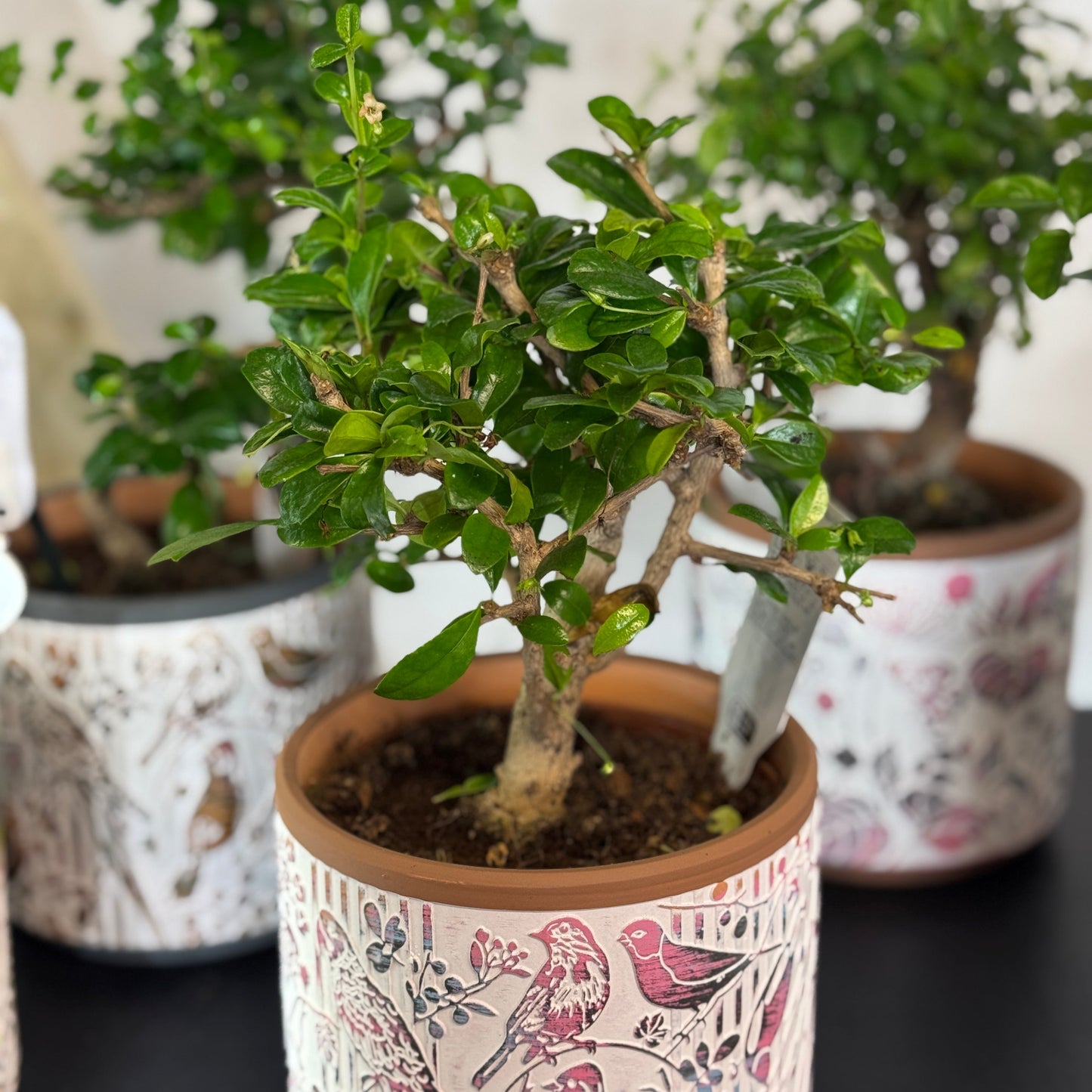 Bonsai Carmona Microphylla în ghiveci decorativ cu păsări – Florăria Mister Flower Florești Cluj