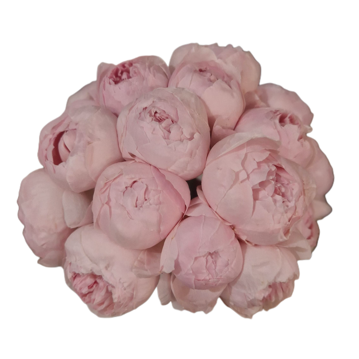 Buchet de bujori roz pal, flori elegante și delicate – Florăria Mister Flower Florești Cluj