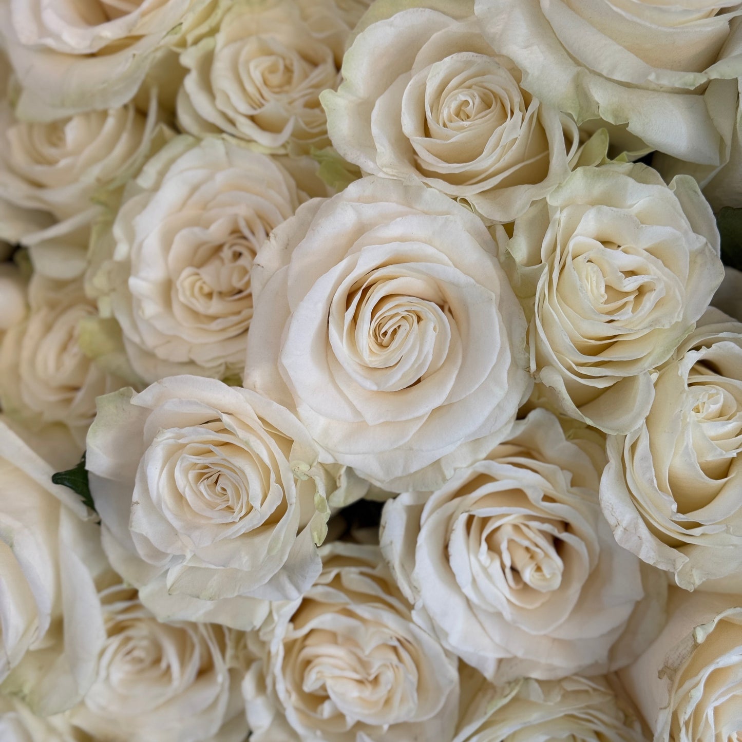 Buchet spectaculos de trandafiri albi – Mister Flower cadouri premium