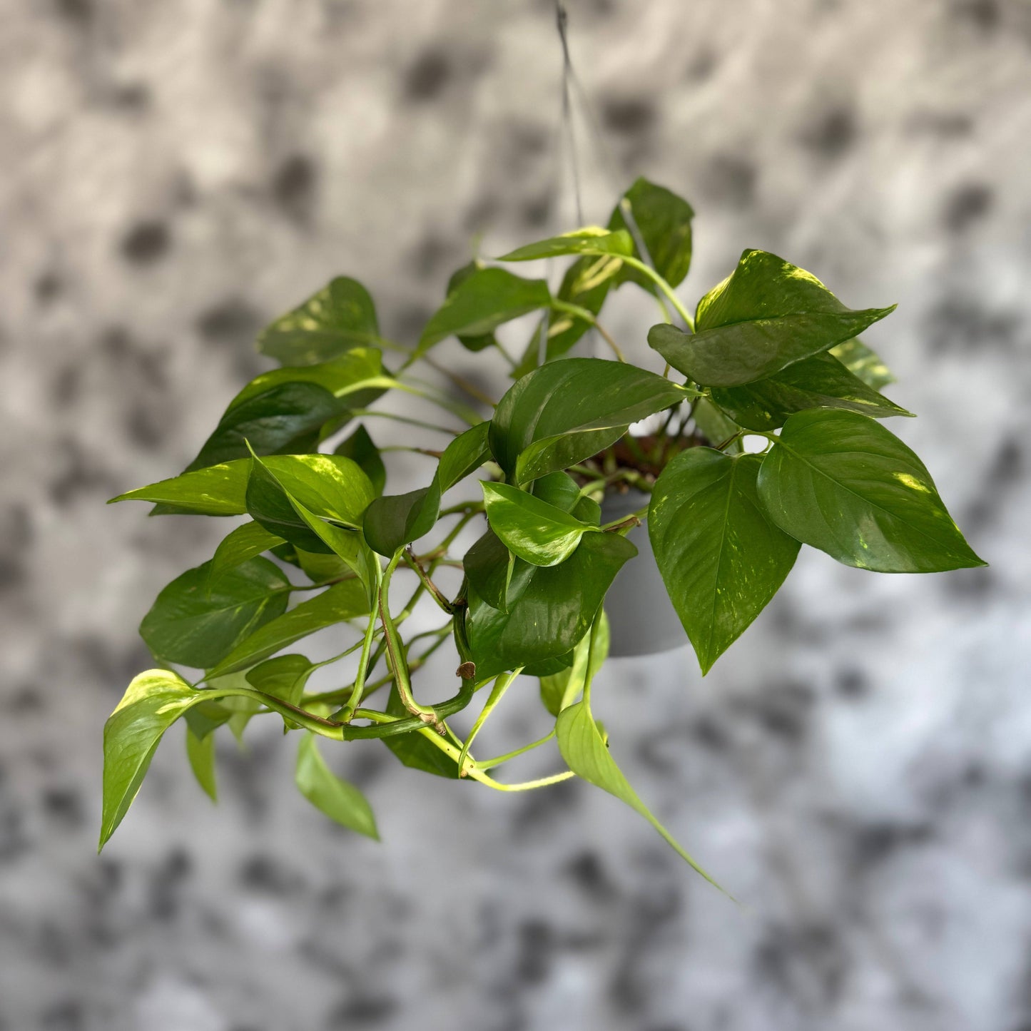 Epipremnum – plantă cățărătoare verde pentru interior
