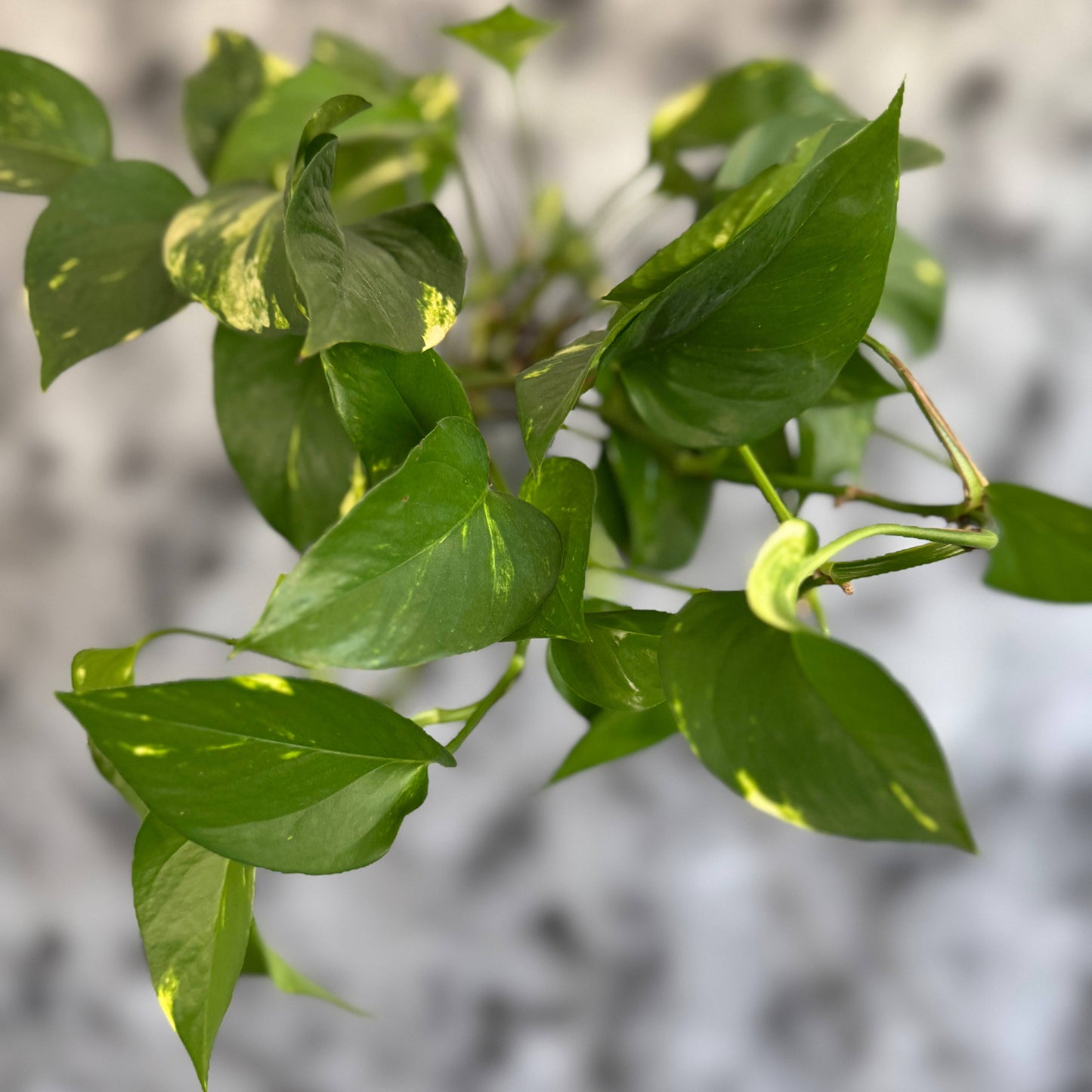 Planta decorativă Epipremnum cu frunze lucioase și striații albe
