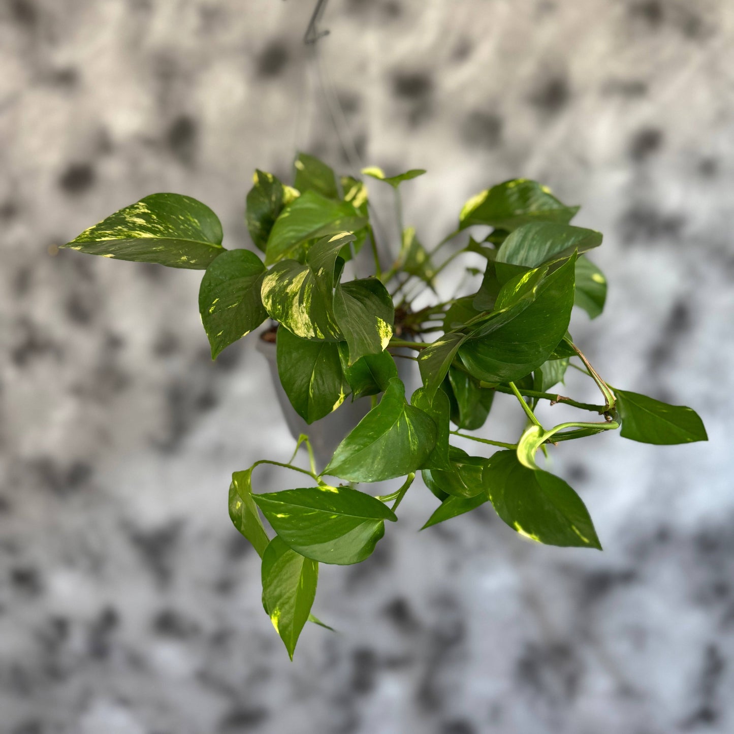 Epipremnum, plantă purificatoare de aer pentru locuințe și birouri