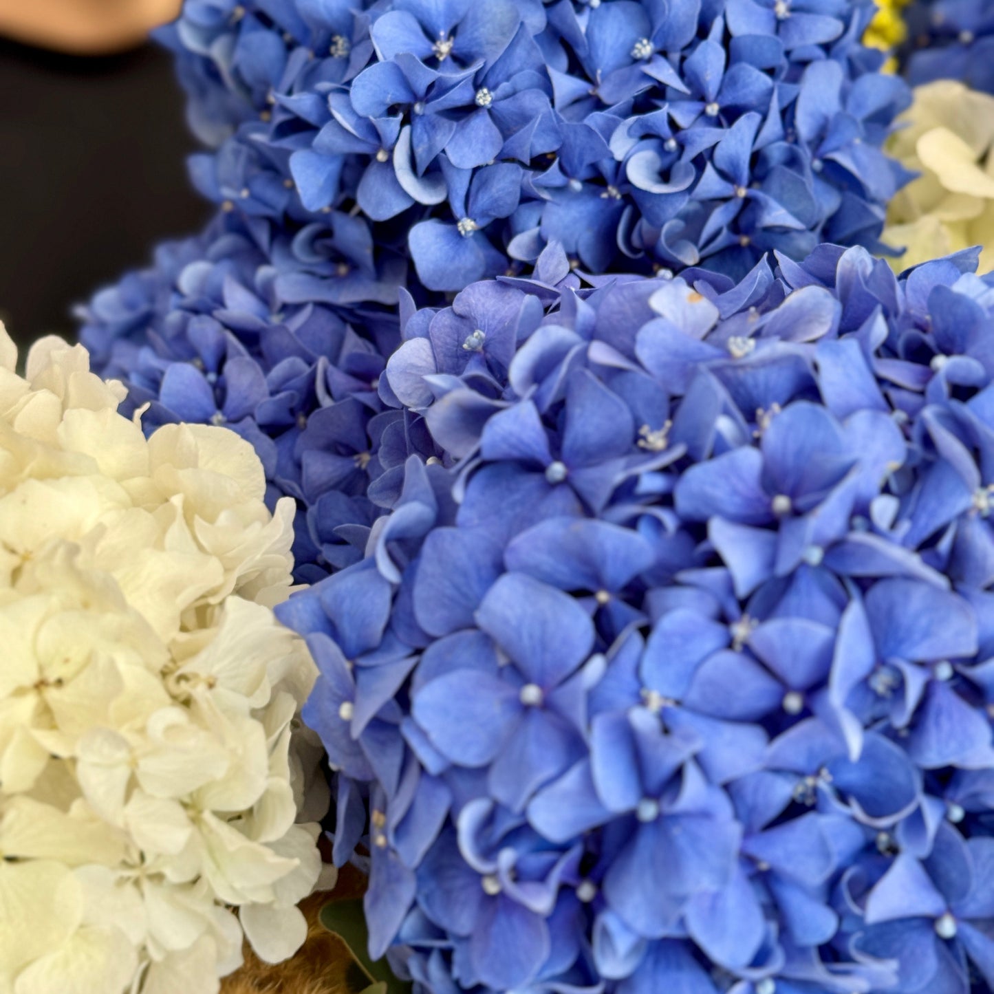 Flori hortensii albastre și albe aranjate în buchet elegant – disponibil la Florăria Mister Flower Florești