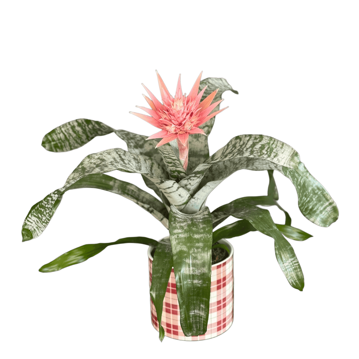 Aechmea plantă tropicală de interior – decor exotic pentru casă, livrare Cluj