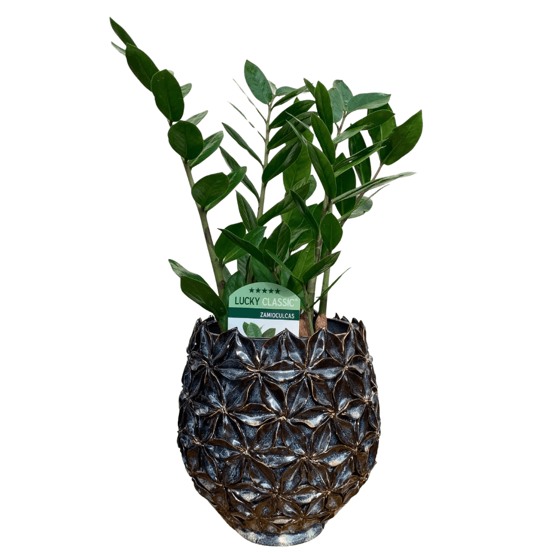 Zamioculcas plantă de interior rezistentă 60 cm – ghiveci decorativ, livrare Cluj