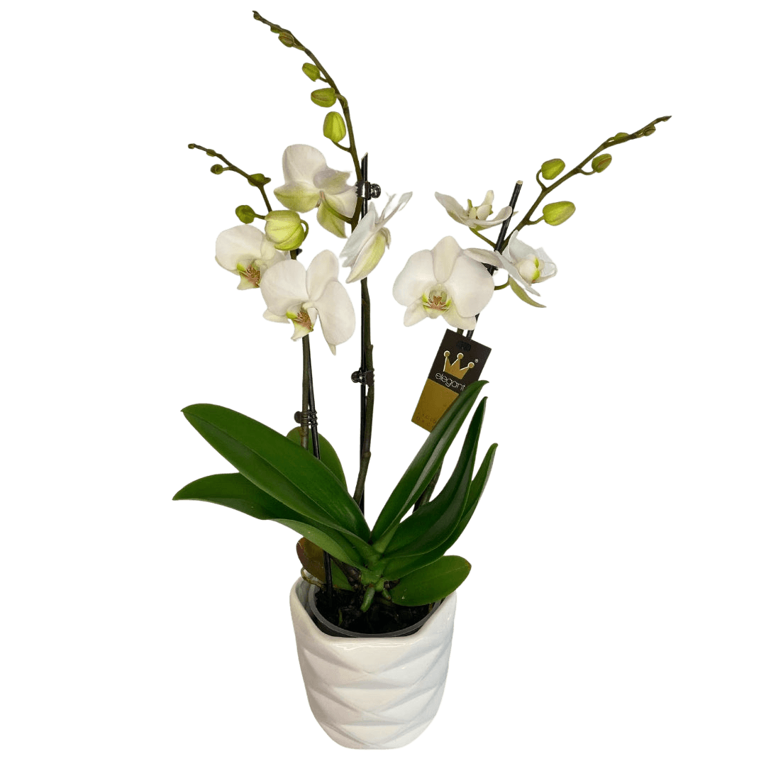 Orhidee Phalaenopsis în ghiveci pentru interior, livrare Cluj și Florești