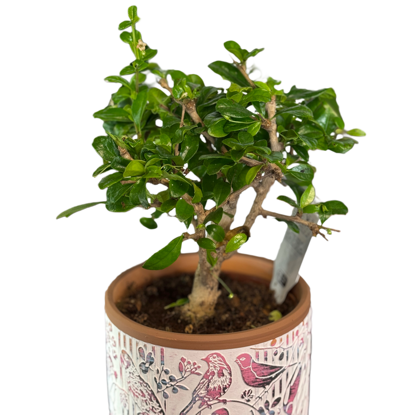 Plantă bonsai decorativă, arbore de interior elegant – Mister Flower Florești Cluj