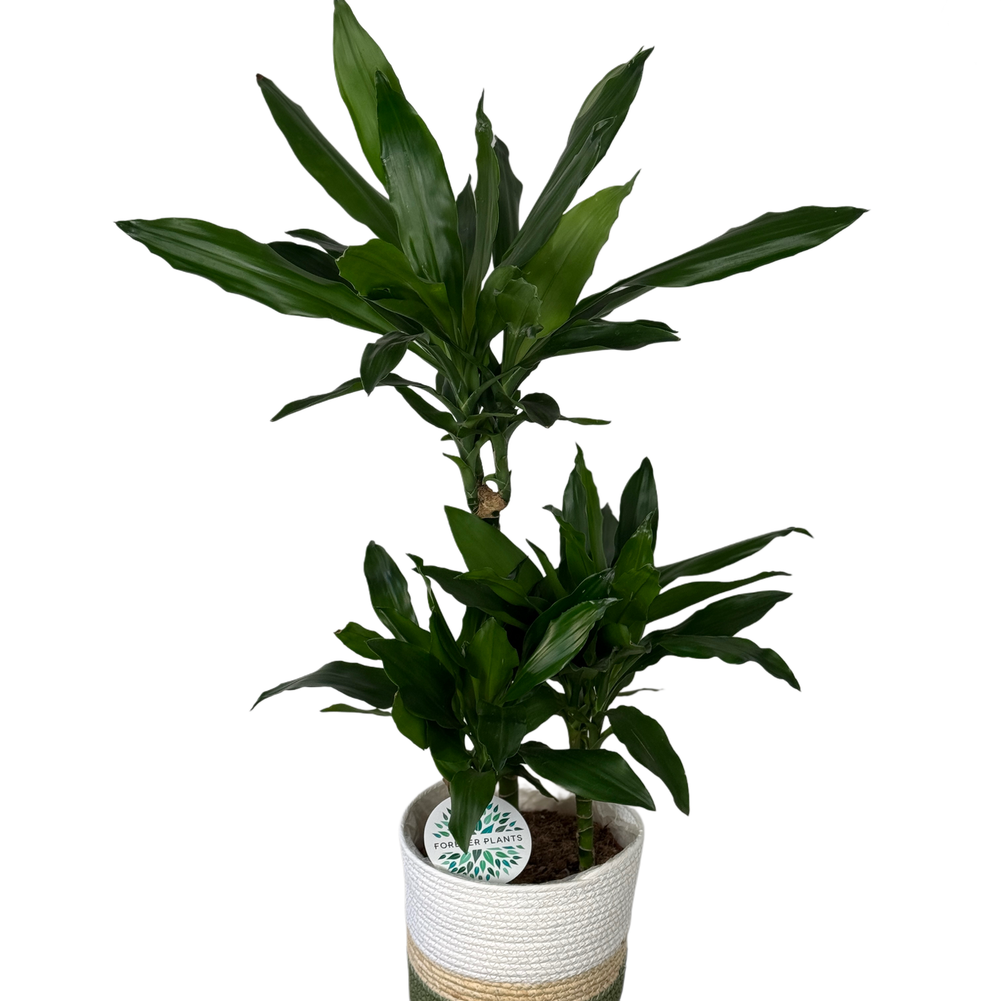 Plantă de interior Dracaena Fragrans decorativă – livrare Cluj și Florești