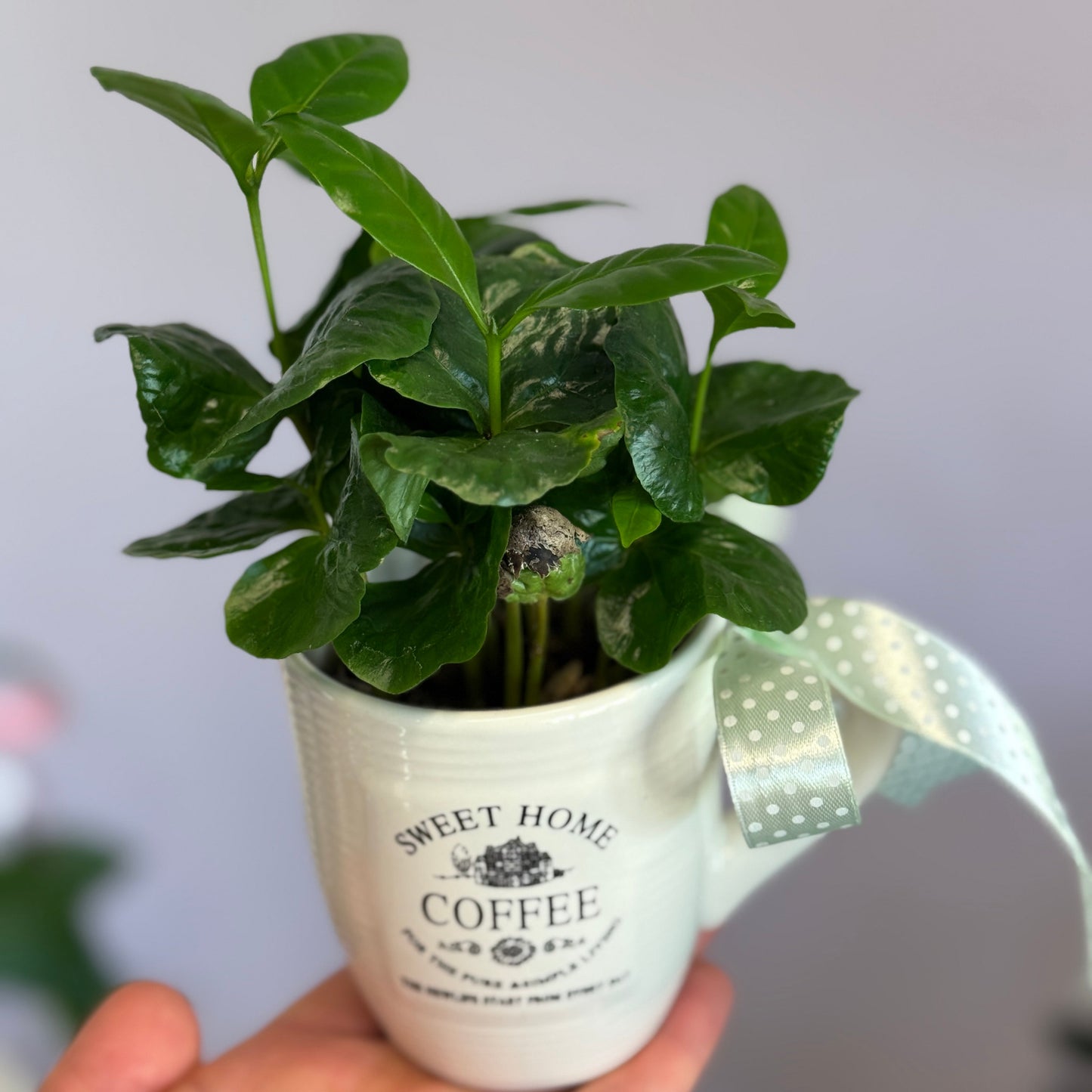 Plantă verde în cană albă cu mesaj Sweet Home – cadou natural Cluj