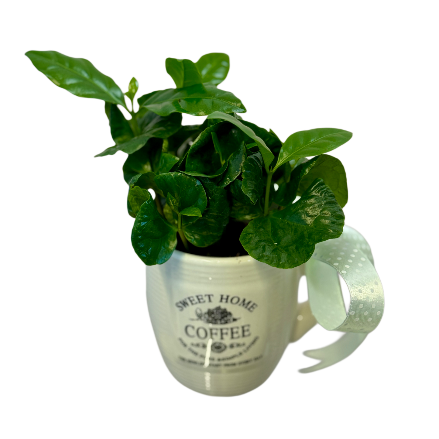 Planta de cafea Coffea Arabica în cană decorativă Sweet Home – Florăria Mister Flower Florești Cluj