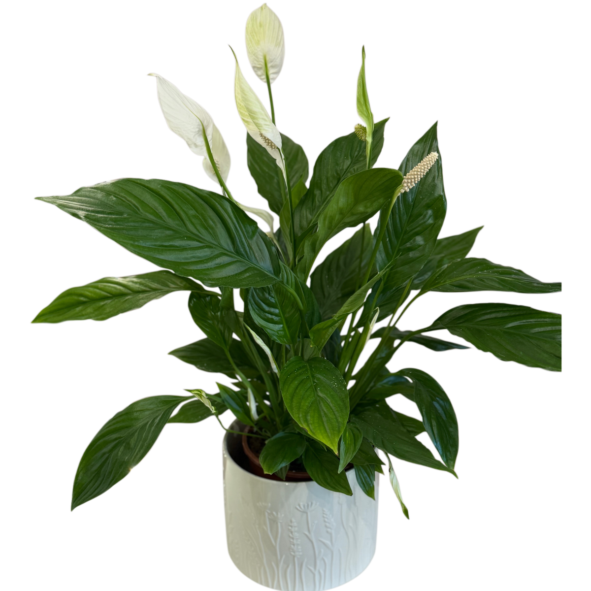 Planta de interior Spathiphyllum cu flori albe, livrare Cluj și Florești
