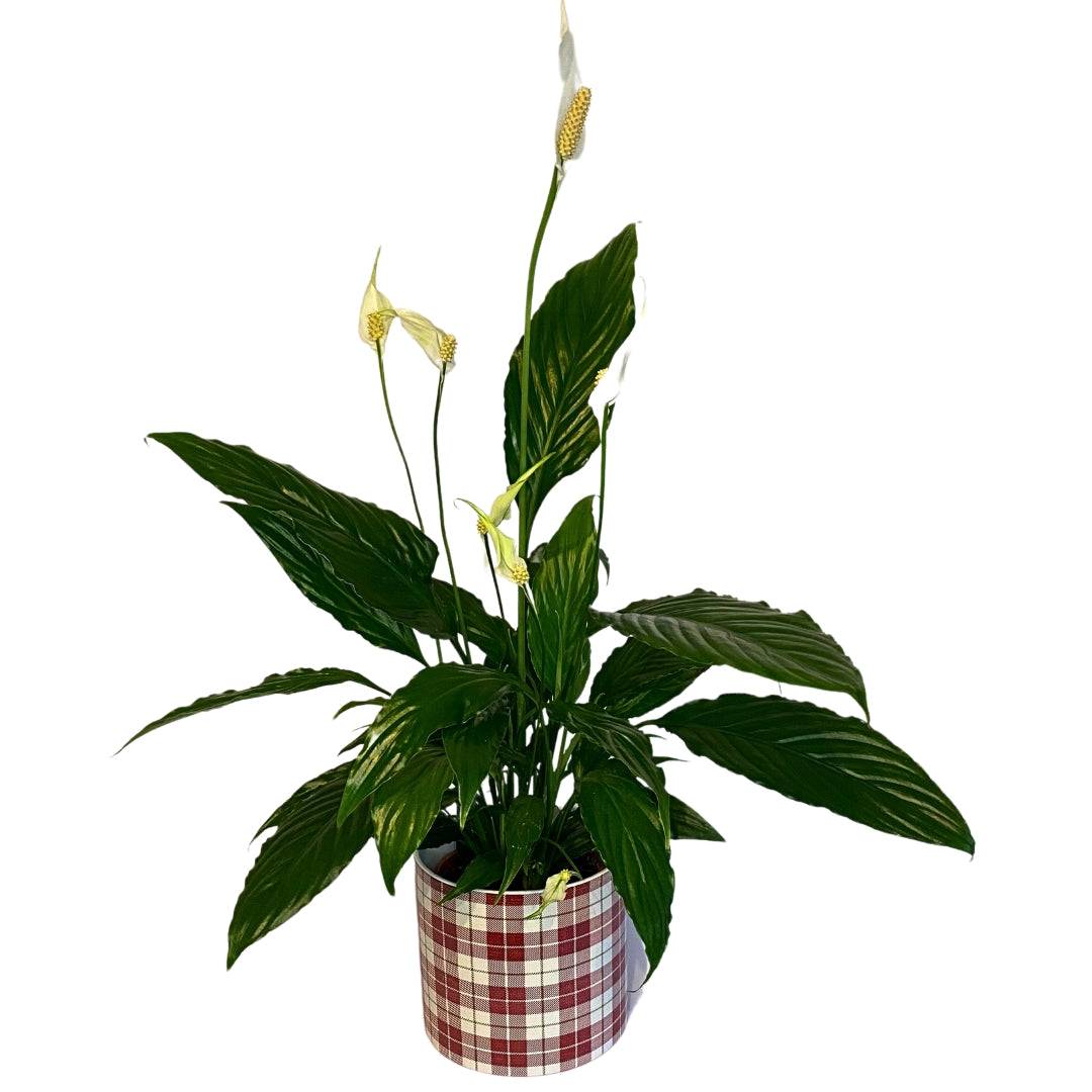 Planta de interior Spathiphyllum cu flori albe, livrare Cluj și Florești