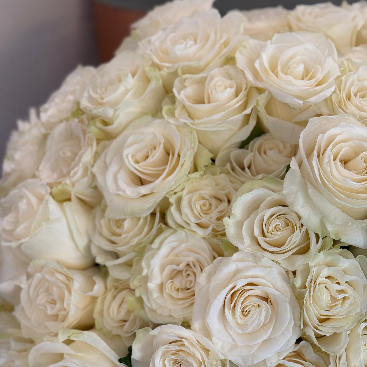 Trandafiri albi în buchet elegant – Florăria Mister Flower Florești Cluj