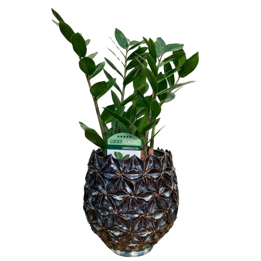 Zamioculcas 60 cm - MrFlowerFloresti - aranjamente florare, iasomie, trandafiri, orhidee, buchete nunta, buchete mireasa, buchete de flori, buchete de trandafiri, eucalipt, florarie floresti Planta Zamioculcas 60 cm disponibilă la Mister Flower - adaugă prospețime în interiorul casei tale