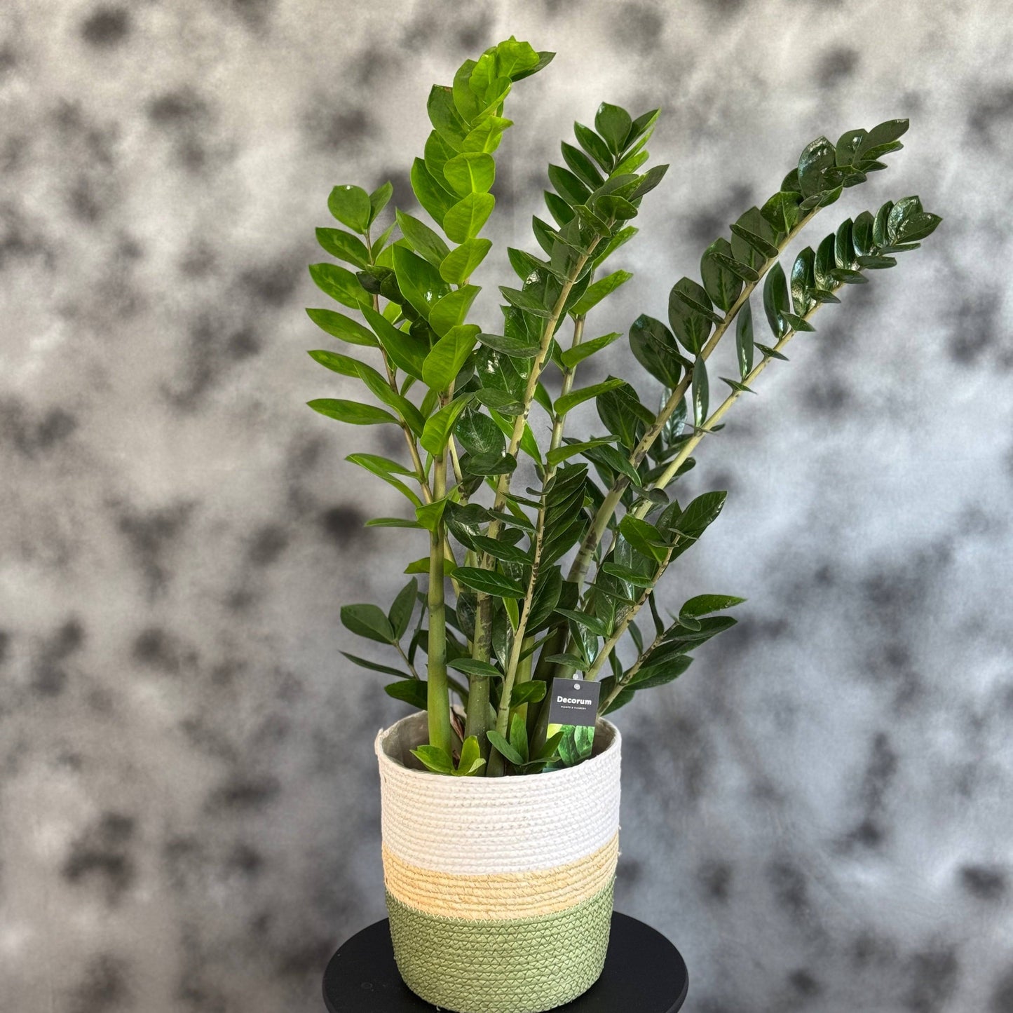 Planta Zamioculcas zamiifolia, rezistentă și ușor de întreținut