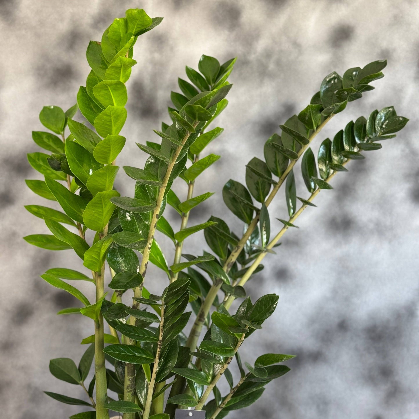 Zamioculcas zamiifolia – plantă de interior cu frunze lucioase verzi