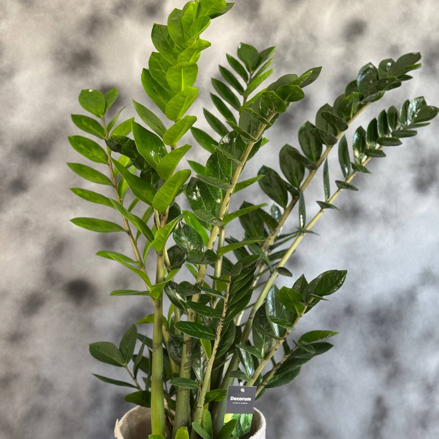 ZZ Plant în ghiveci – planta de interior perfectă pentru birou