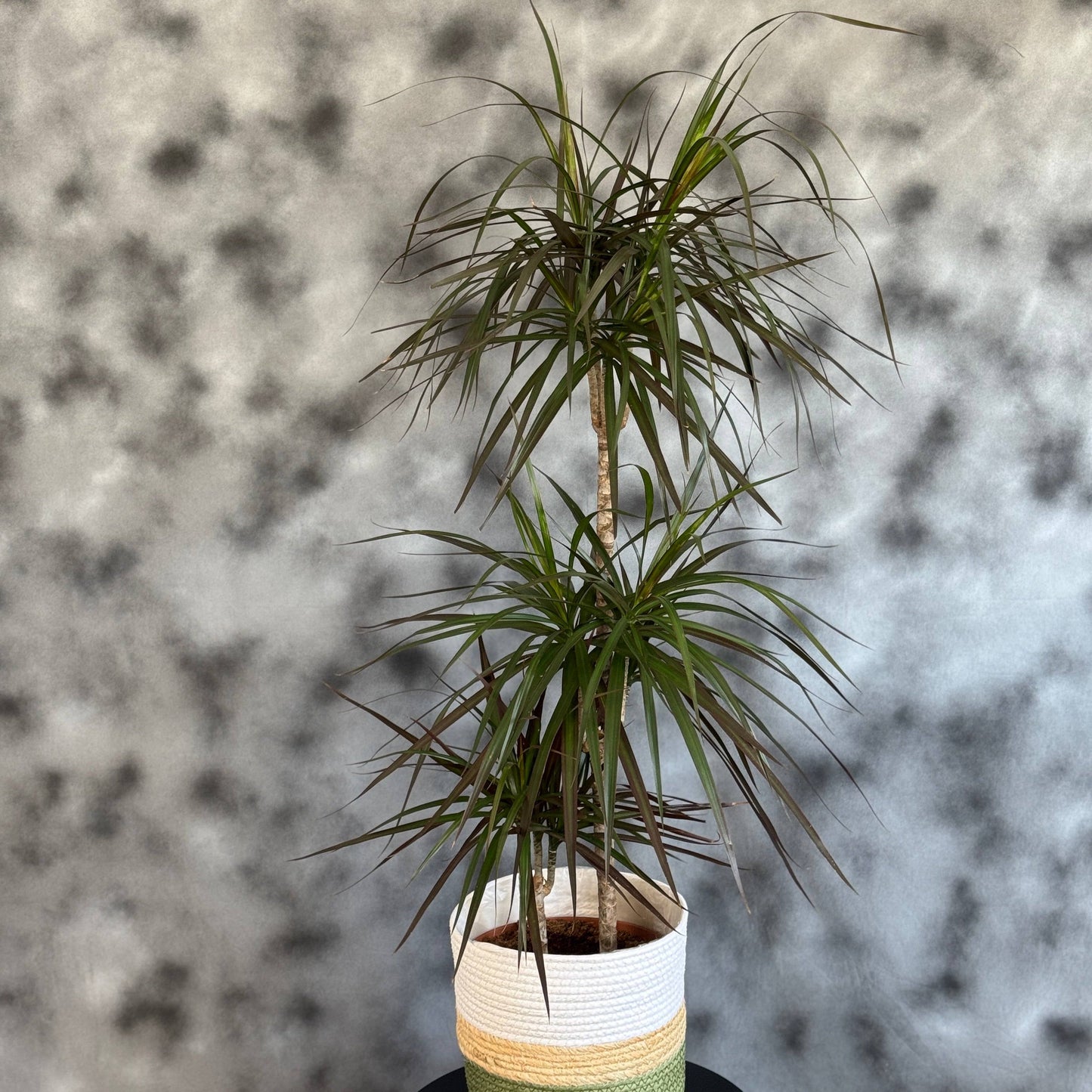 Dracaena Marginata – plantă de interior elegantă cu frunze lungi și margini roșii