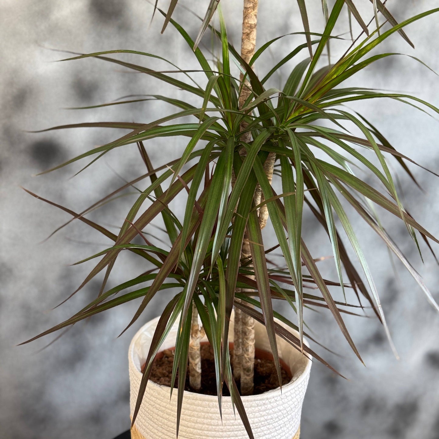 Dracaena Marginata – plantă ușor de întreținut pentru locuințe și birouri