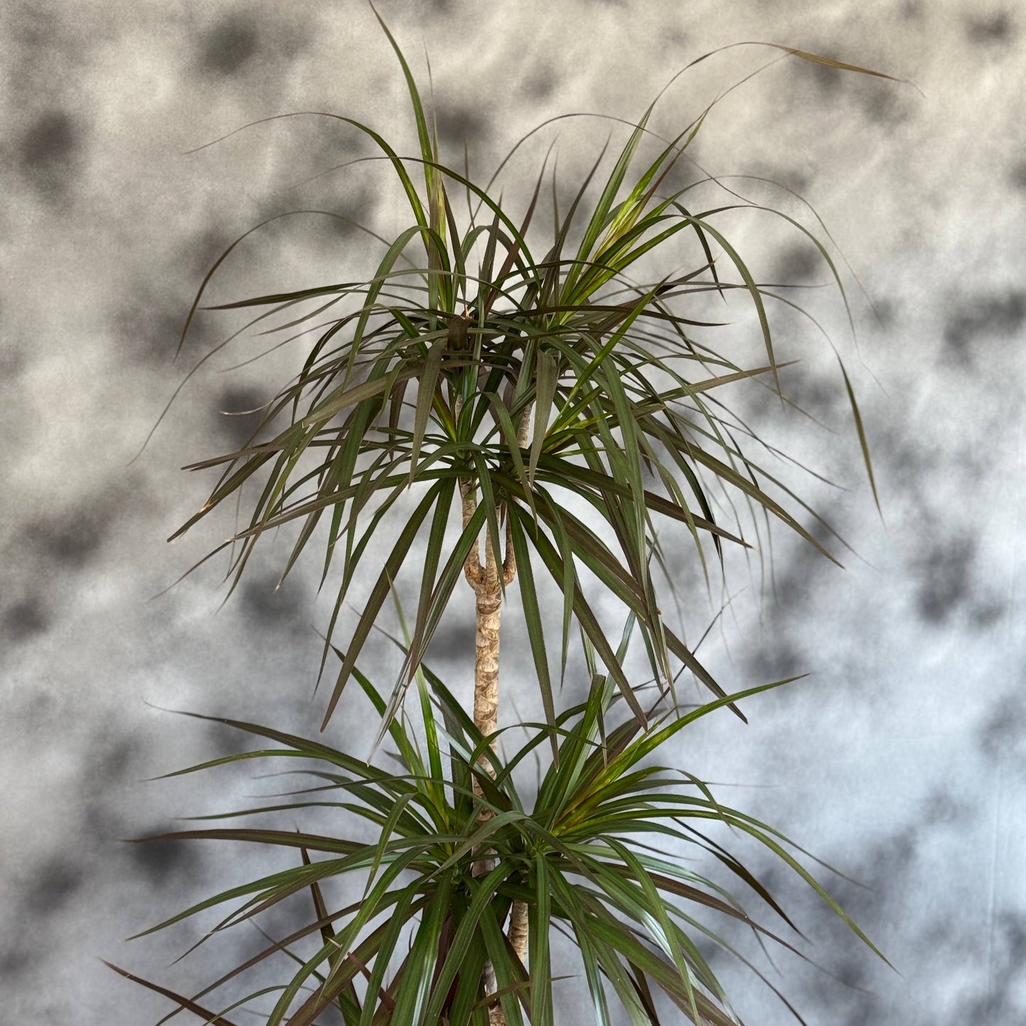 Planta Dracaena Marginata în ghiveci, perfectă pentru decor modern