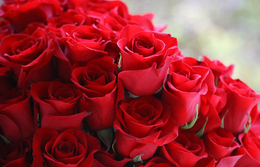 Trandafirii - eterni ambasadori ai Iubirii și frumuseții