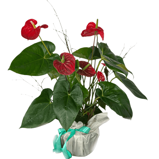 Anthurium plantă decorativă de interior – flori tropicale roșii, livrare Cluj