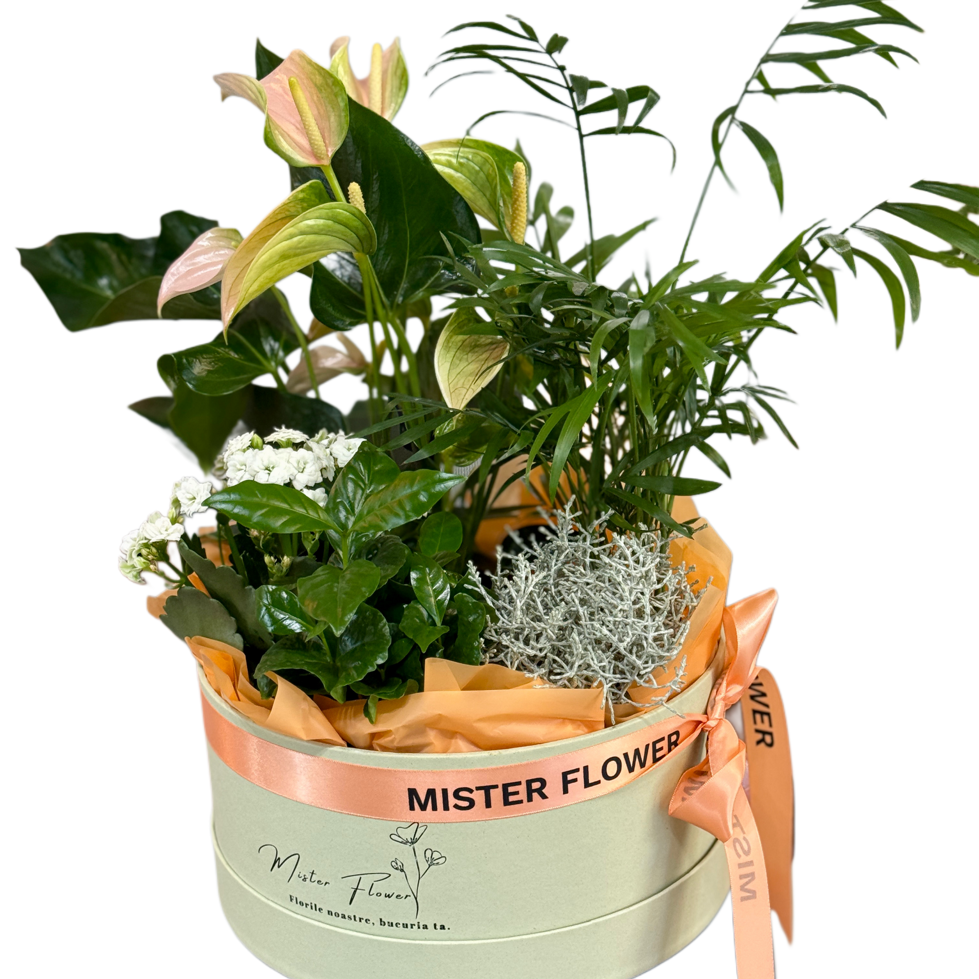 Aranjament cu plante verzi în cutie Mister Flower – Florăria Florești Cluj