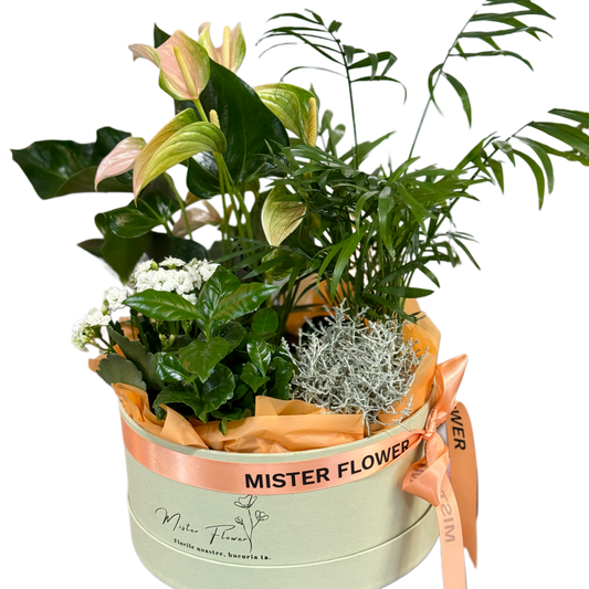 Aranjament cu plante verzi în cutie Mister Flower – Florăria Florești Cluj