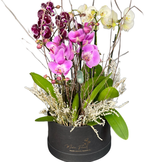 Aranjament floral cu orhidee naturală elegantă – livrare Cluj și Florești