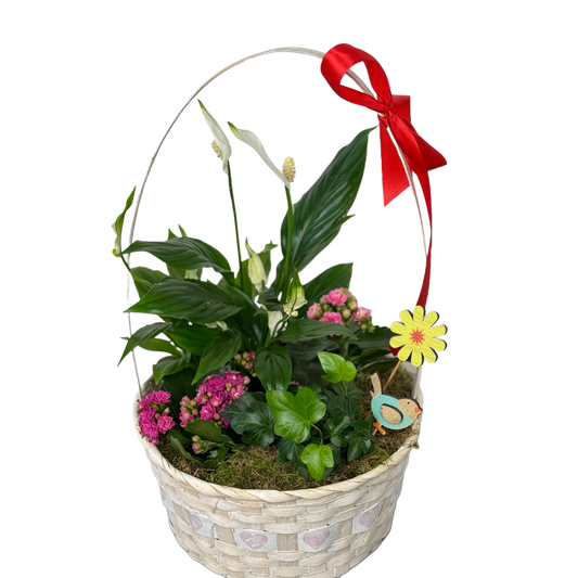 Aranjament în coș cu plante naturale de interior – livrare Cluj și Florești