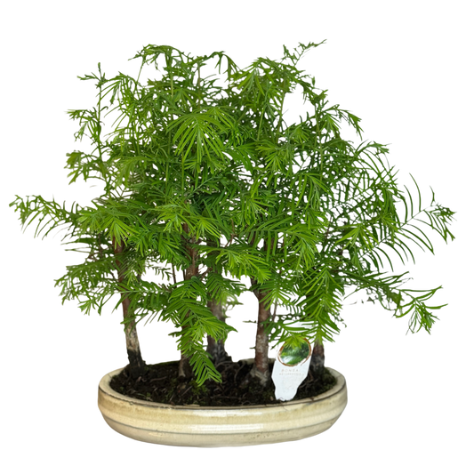 Bonsai plantă de interior elegantă în ghiveci, decor ideal pentru locuință sau birou în Cluj-Napoca și Florești