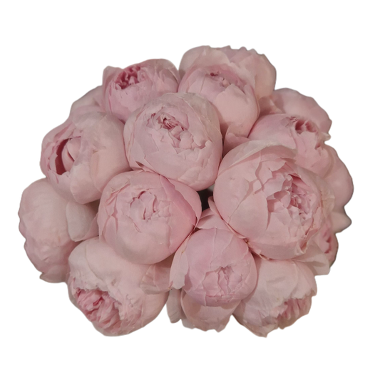Buchet de bujori roz pal, flori elegante și delicate – Florăria Mister Flower Florești Cluj