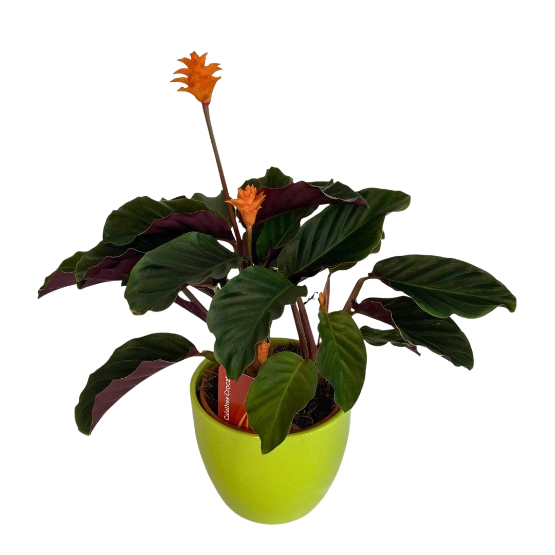 Chalathea Crocata – plantă de interior decorativă, livrare Cluj și Florești