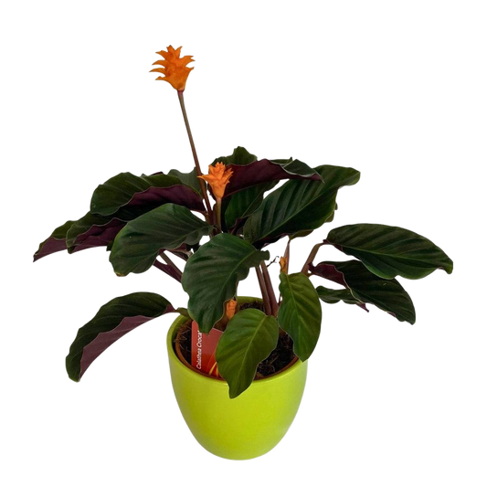 Chalathea Crocata – plantă de interior decorativă, livrare Cluj și Florești