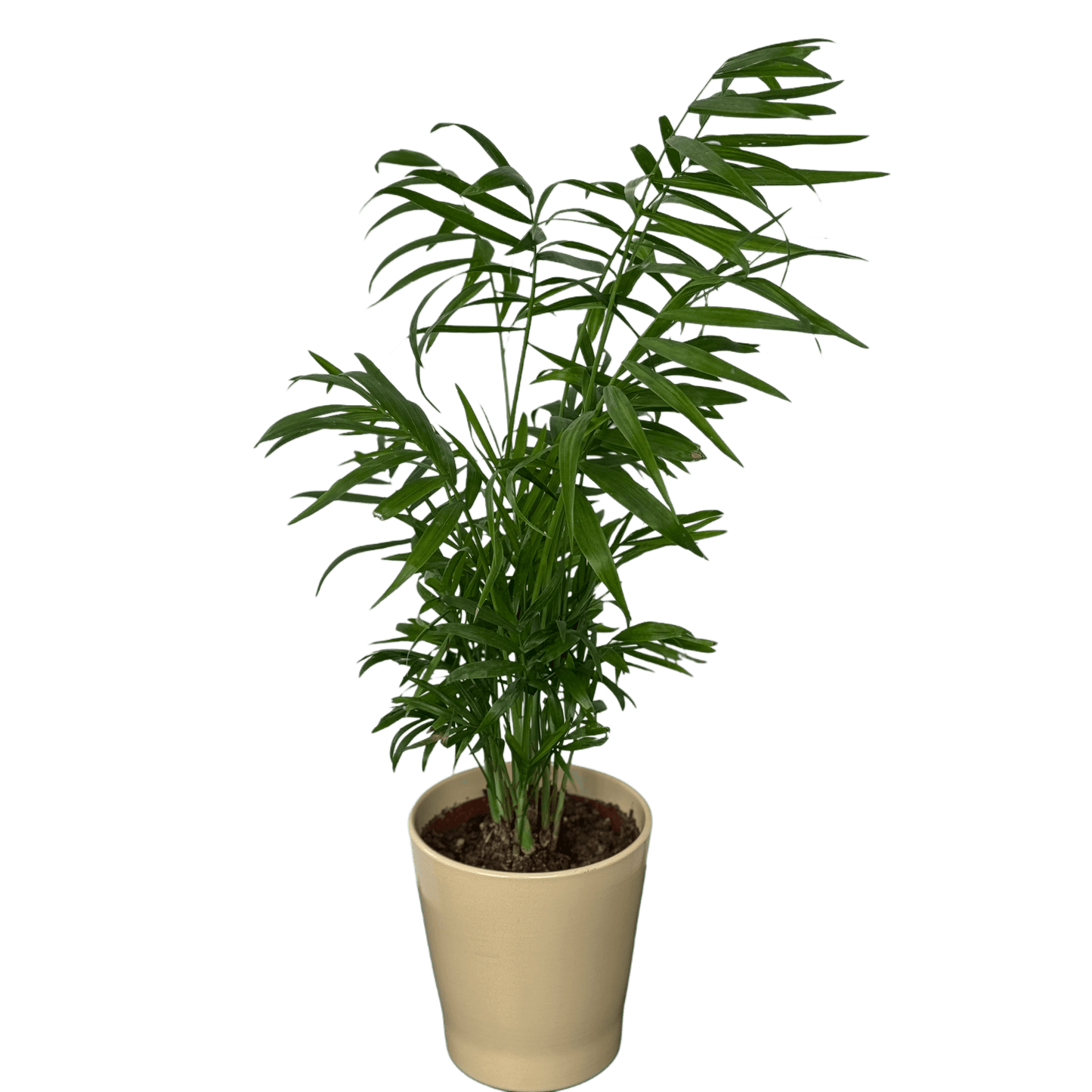 Chamaedorea 40 cm – plantă de interior decorativă pentru casă sau birou