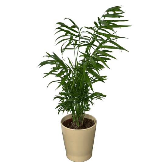 Chamaedorea 40 cm – plantă de interior decorativă pentru casă sau birou