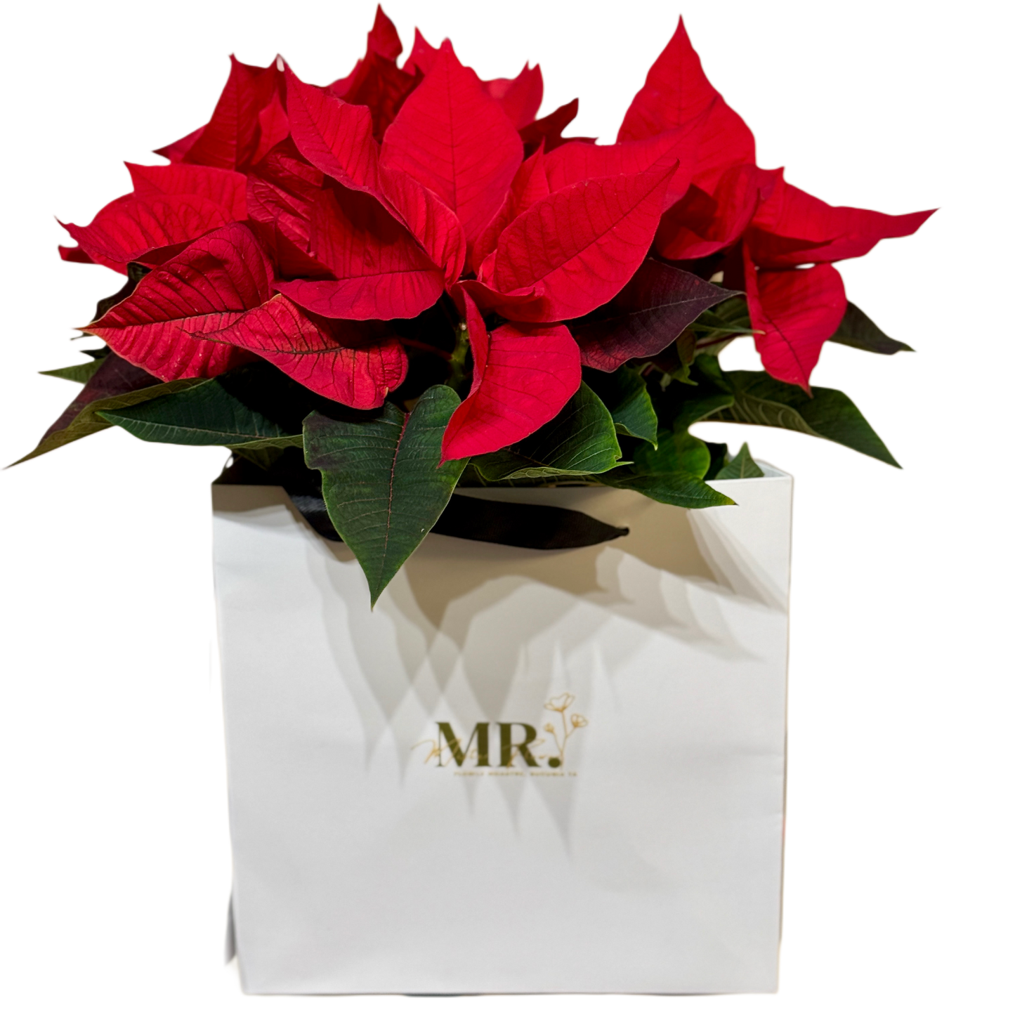 Crăciunița Euphorbia în cutie albă Mister Flower