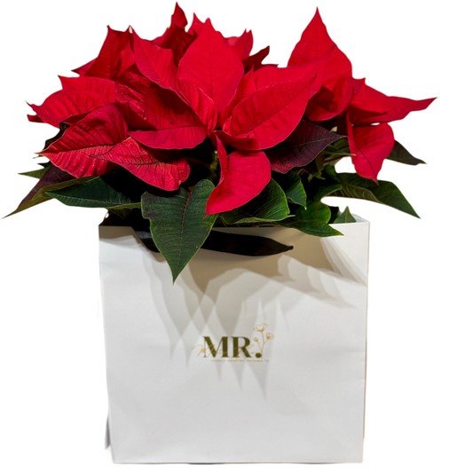 Crăciunița Euphorbia în cutie albă Mister Flower