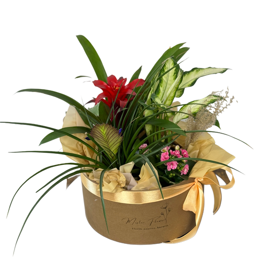 Cutie cu plante naturale de interior decorativă – livrare Cluj și Florești