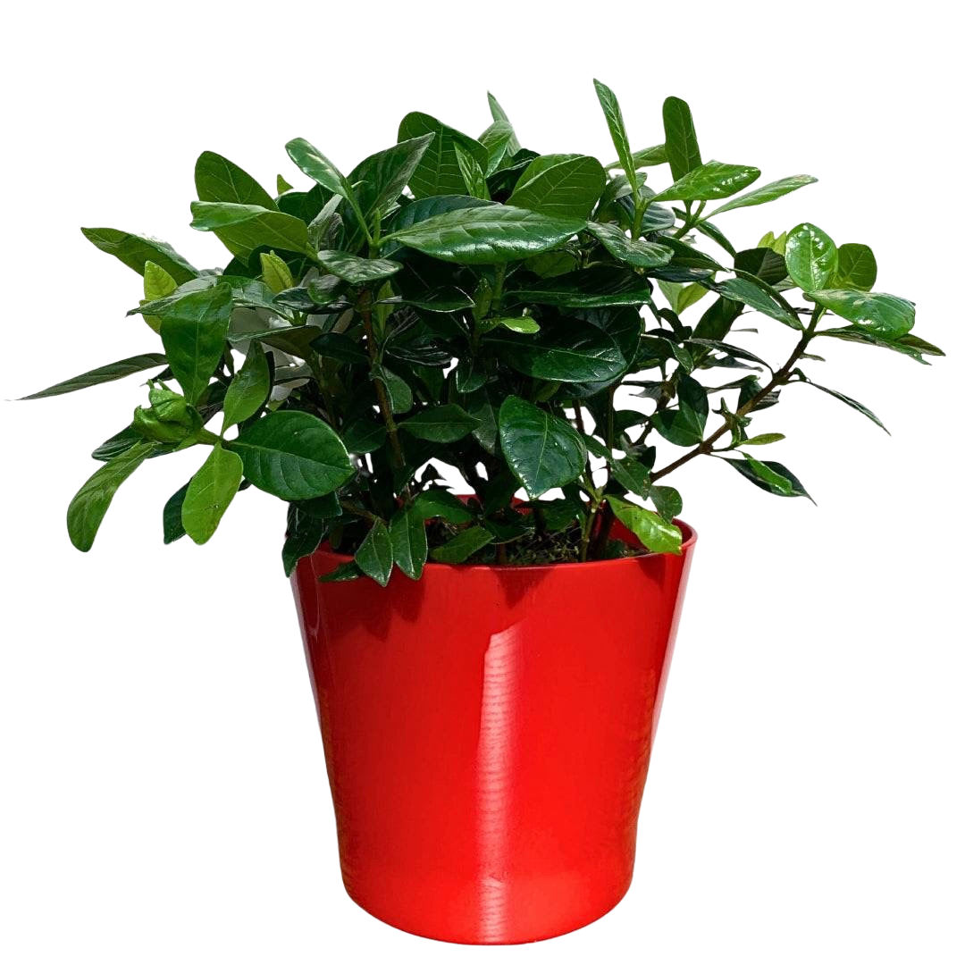 Gardenia – plantă de interior cu flori parfumate, livrare Cluj și Florești
