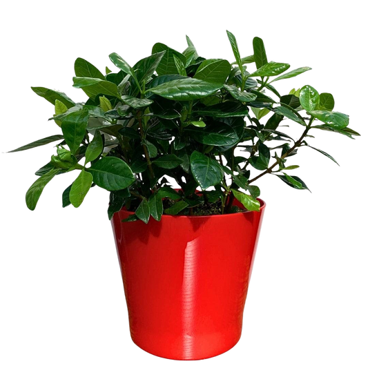 Gardenia – plantă de interior cu flori parfumate, livrare Cluj și Florești