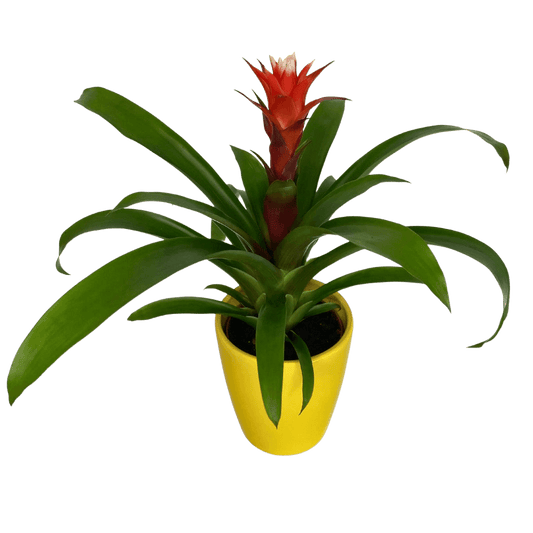 Guzmania – plantă exotică de interior cu flori spectaculoase, livrare Cluj