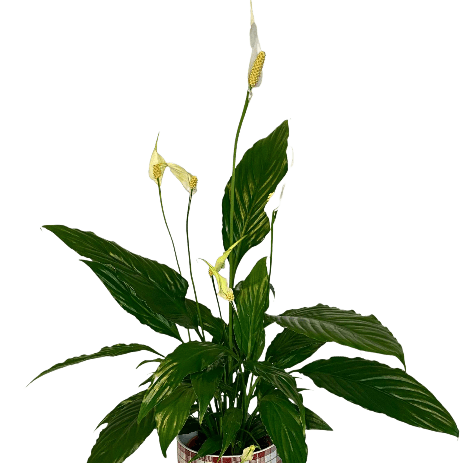 Planta de interior Spathiphyllum cu flori albe, livrare Cluj și Florești