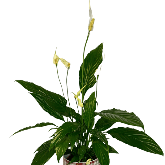 Planta de interior Spathiphyllum cu flori albe, livrare Cluj și Florești